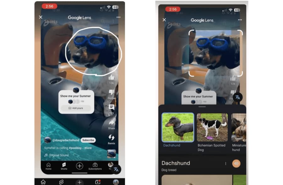 مثال توضيحي على استخدام Google Lens للبحث عن كلب يظهر داخل YouTube Short.